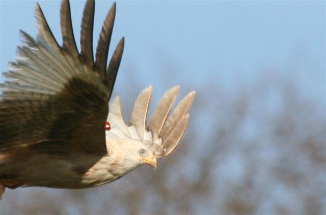 White Kite Blue Eyes